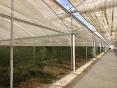 辉煌60载 魅力新西藏丨从西藏卖到香港！沙子里种出有机芦笋